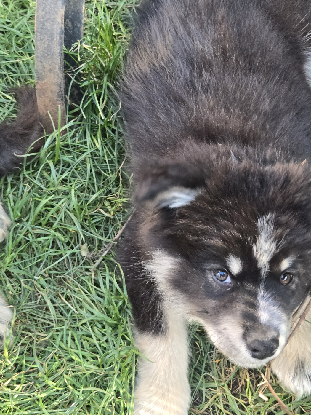 De La Terre D'Eseka - Chiots disponibles - Chien finnois de Laponie