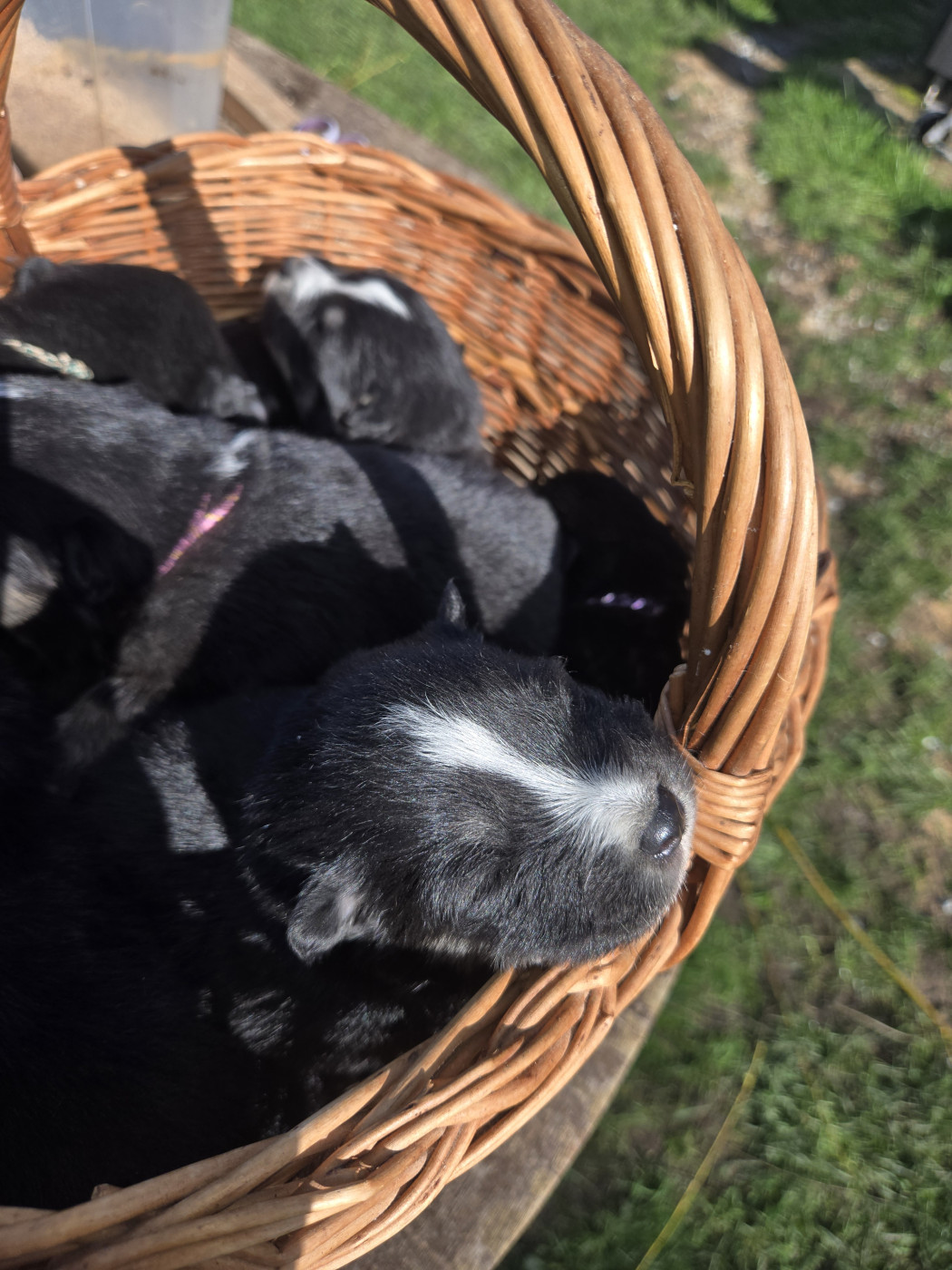 De La Terre D'Eseka - Chien finnois de Laponie - Portée née le 11/02/2026