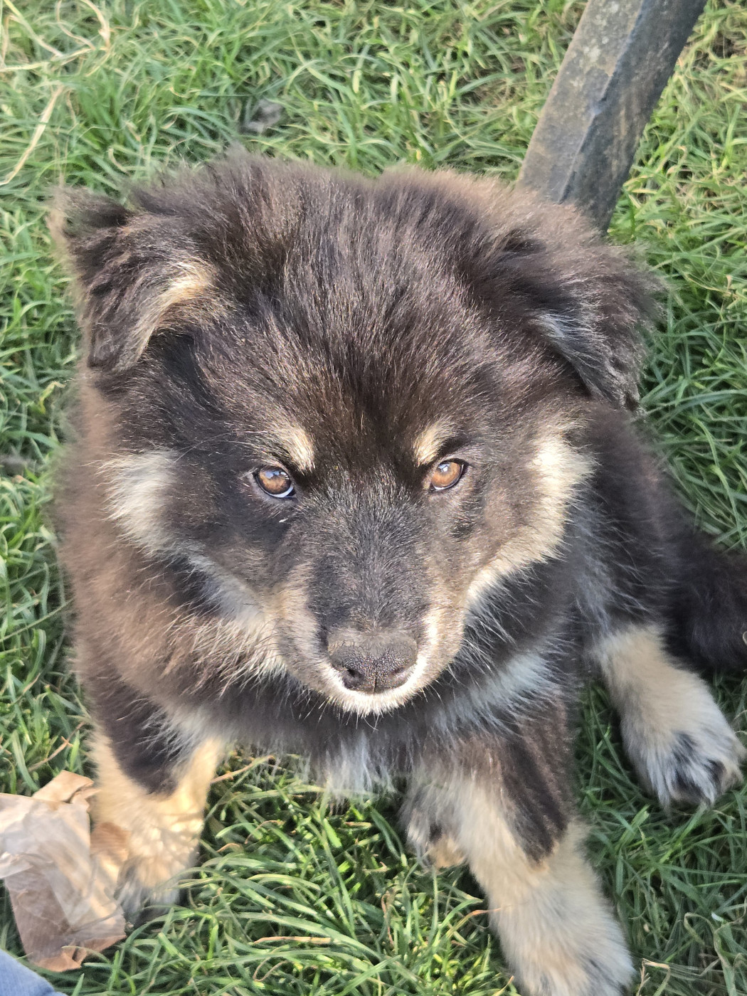 De La Terre D'Eseka - Chiots disponibles - Chien finnois de Laponie