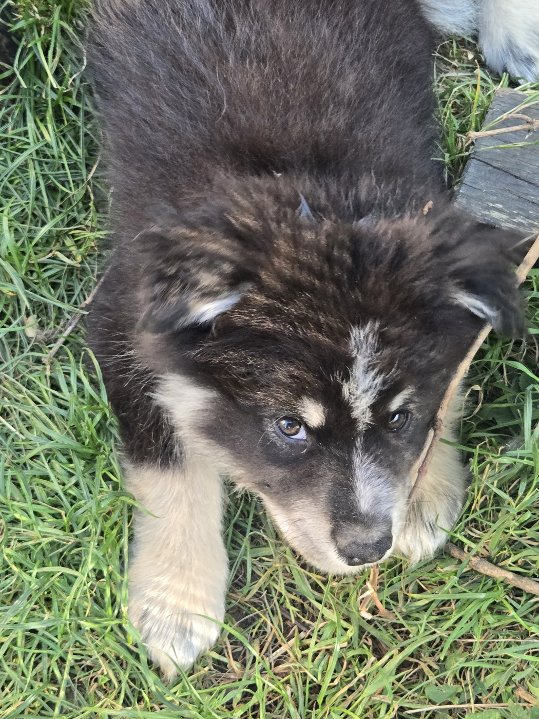 De La Terre D'Eseka - Chiots disponibles - Chien finnois de Laponie