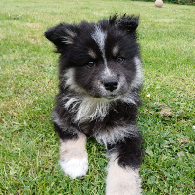 Bao